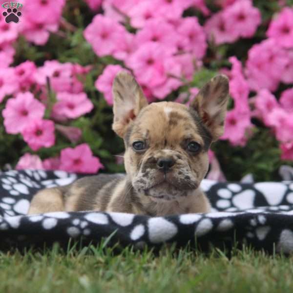 Heidi, French Bulldog Puppy