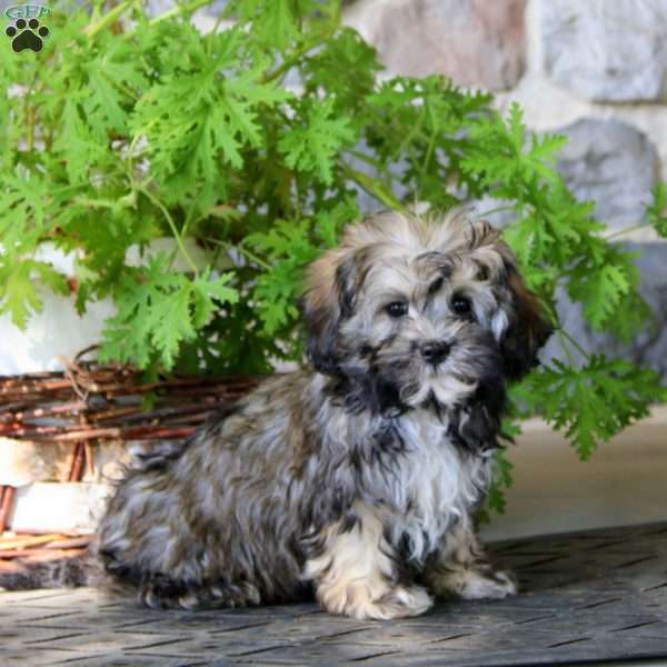 Heidi, Havanese Puppy