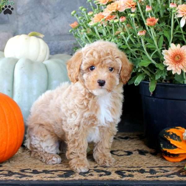 Hendrick, Miniature Poodle Puppy