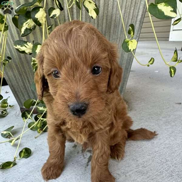 Henry, Mini Goldendoodle Puppy