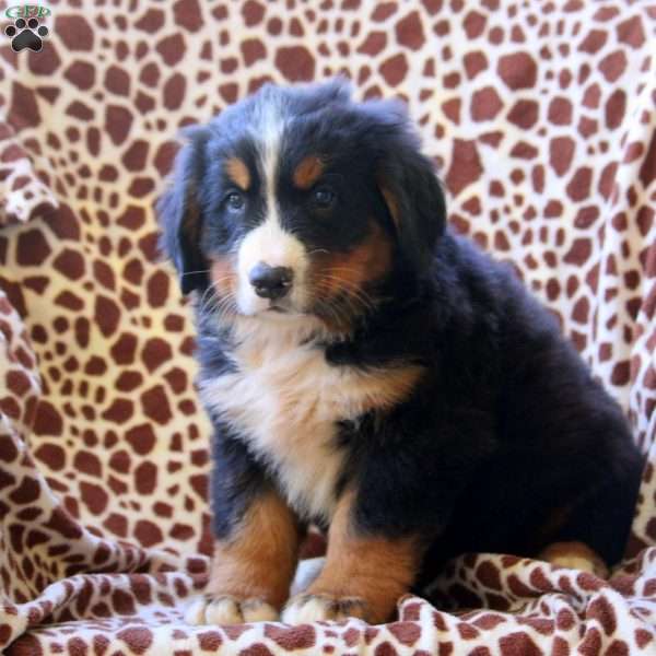 Henry, Bernese Mountain Dog Puppy