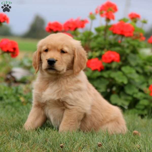 Henry, Golden Retriever Puppy