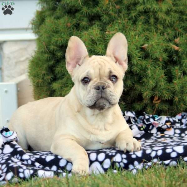 Hera, French Bulldog Puppy