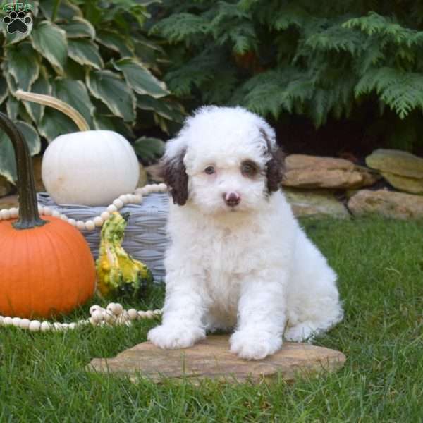 Hero, Shih-Poo Puppy