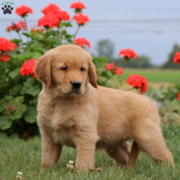 Hero, Golden Retriever Puppy