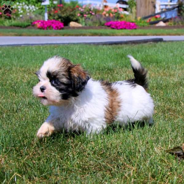 Hero, Shih Tzu Puppy