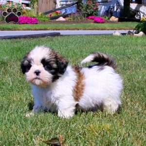 Hero, Shih Tzu Puppy