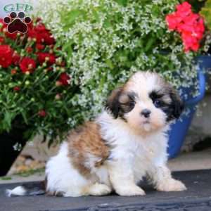 Hero, Shih Tzu Puppy