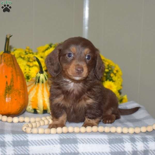 Hershey, Dachshund Puppy