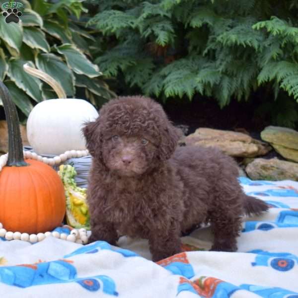 Hershey, Shih-Poo Puppy