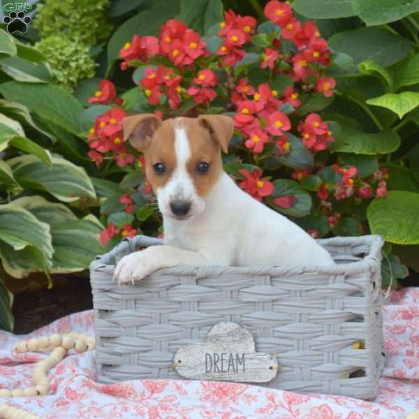 Hickory, Jack Russell Terrier Puppy