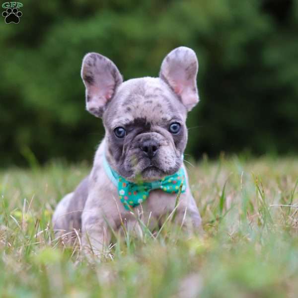 Holland, French Bulldog Puppy