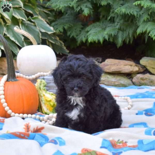 Holly, Shih-Poo Puppy