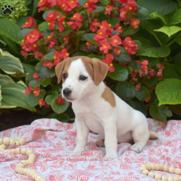 Holly, Jack Russell Terrier Puppy