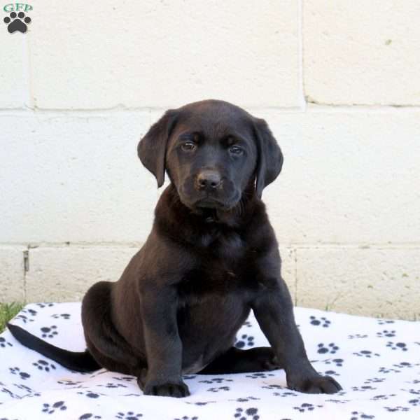 Holly, Black Labrador Retriever Puppy