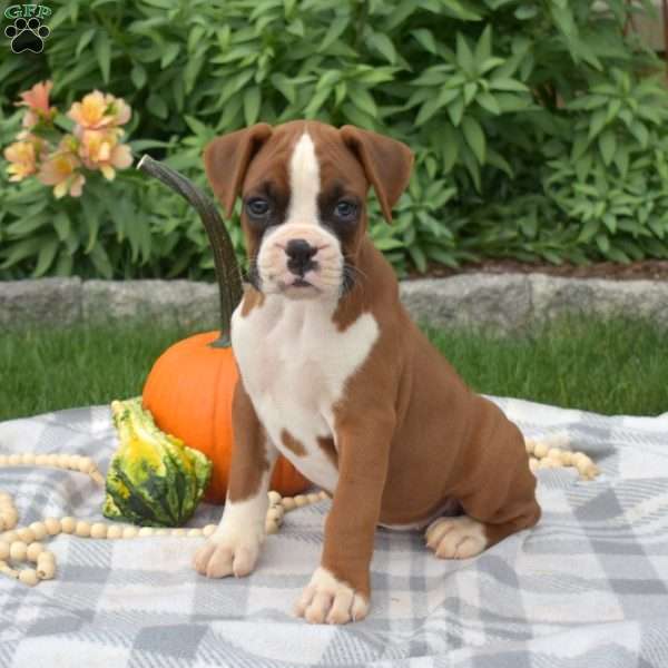 Holly, Boxer Puppy