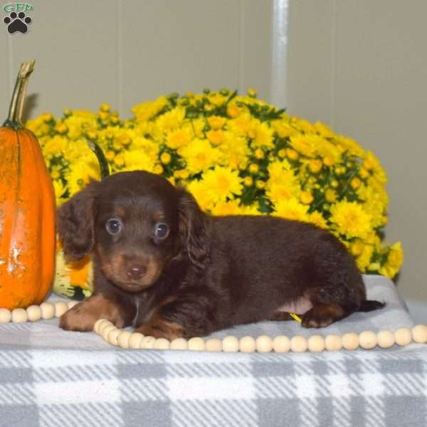 Holly, Dachshund Puppy