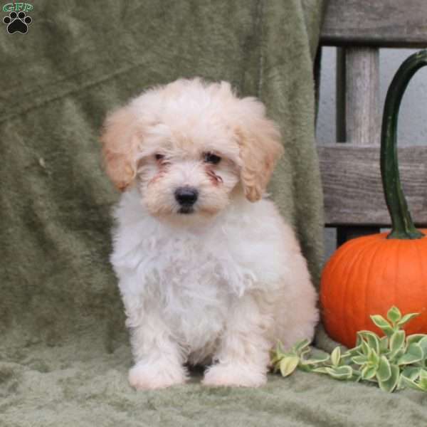 Holly, Maltipoo Puppy