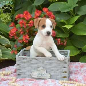 Holly, Jack Russell Terrier Puppy