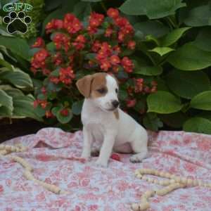 Holly, Jack Russell Terrier Puppy