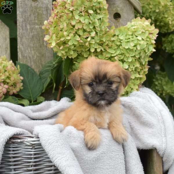 Honey, Teddy Bear Puppy