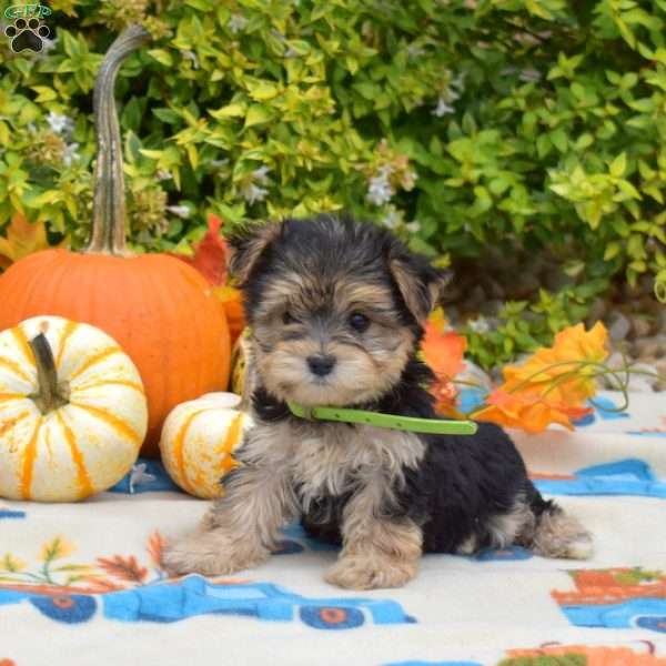 Honey, Morkie / Yorktese Puppy