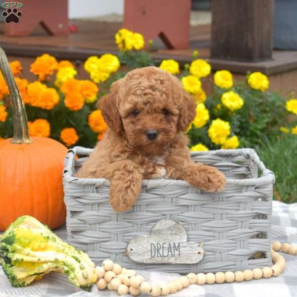 Honey, Miniature Poodle Puppy