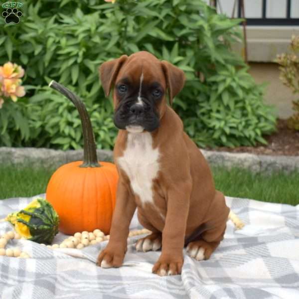 Honey, Boxer Puppy