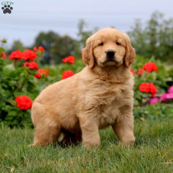 Hoops, Golden Retriever Puppy