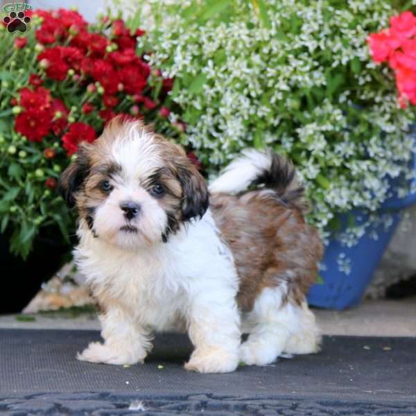 Hoops, Shih Tzu Puppy