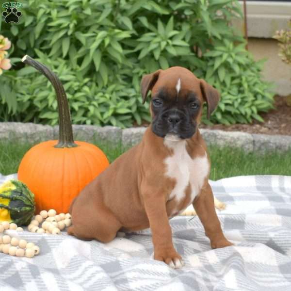 Hope, Boxer Puppy