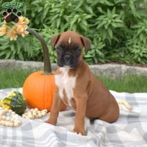 Hope, Boxer Puppy