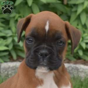 Hope, Boxer Puppy