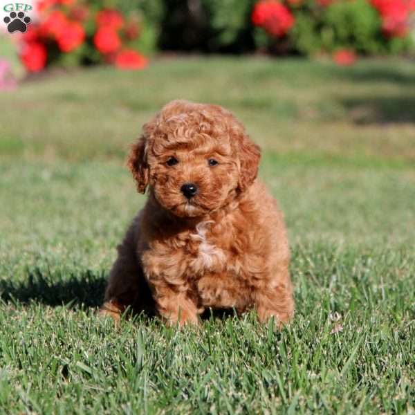 Hope, Miniature Poodle Puppy