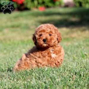 Hope, Miniature Poodle Puppy