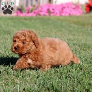 Hope, Miniature Poodle Puppy