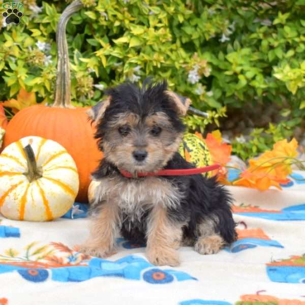 Hudson, Morkie / Yorktese Puppy