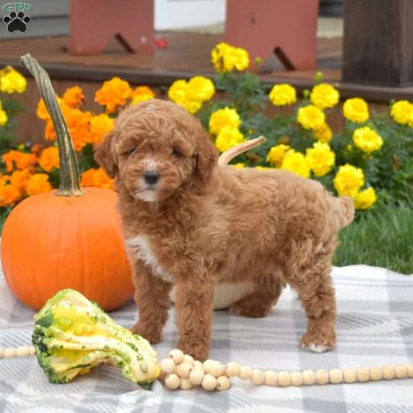 Hudson, Miniature Poodle Puppy