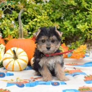 Hudson, Morkie / Yorktese Puppy