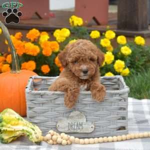 Hudson, Miniature Poodle Puppy