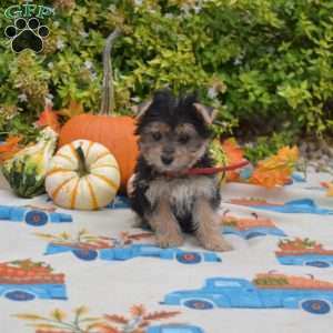 Hudson, Morkie / Yorktese Puppy