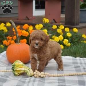 Hudson, Miniature Poodle Puppy