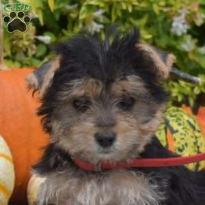 Hudson, Morkie / Yorktese Puppy