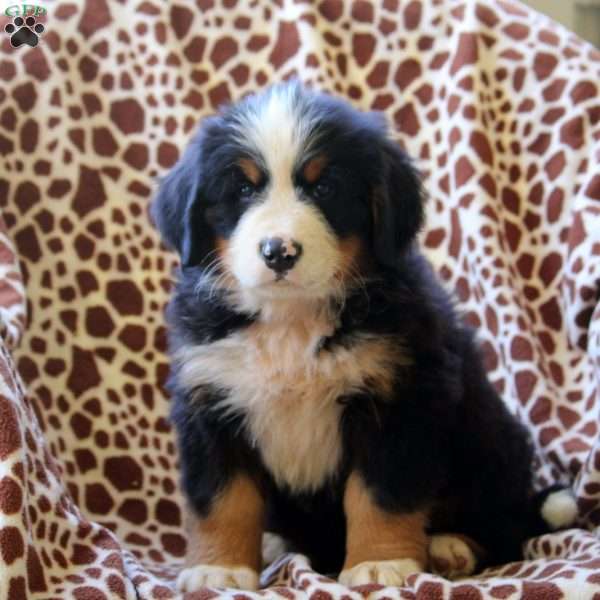 Hugo, Bernese Mountain Dog Puppy