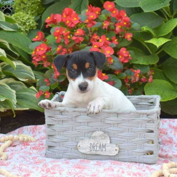 Hunter, Jack Russell Terrier Puppy