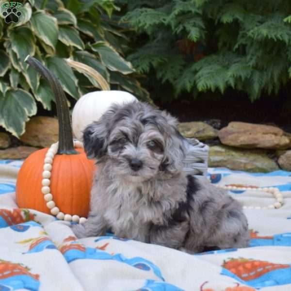 Hunter, Shih-Poo Puppy