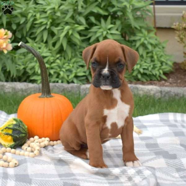 Hunter, Boxer Puppy