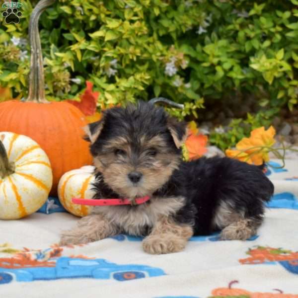 Hunter, Morkie / Yorktese Puppy