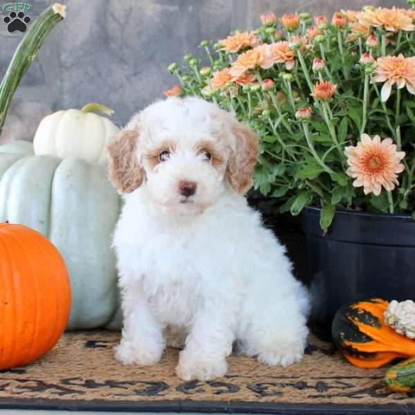 Hunter, Miniature Poodle Puppy