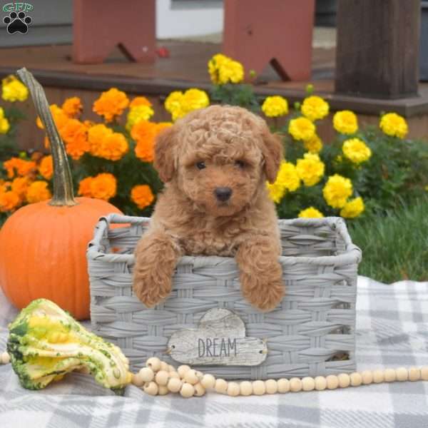 Hunter, Miniature Poodle Puppy